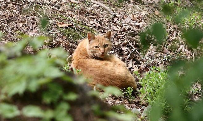 산에서 지내는 들고양이 모습이다. 전국 21개 국립공원은 2018년 이후 들고양이 안락사를 중단한 것으로 나타났다. 2016년만 해도 포획한 뒤 안락사한 들고양이가 132마리에 이르렀다. 세계일보 자료사진