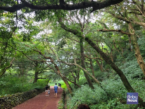 구좌읍 '비자림숲'을 찾은 여행객들. ⓒ김재원