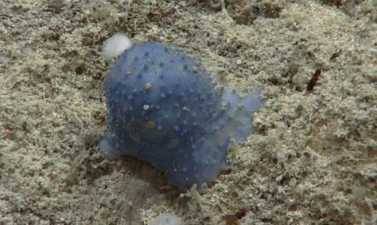 미국 국립해양대기국(NOAA)이 지난달 말 미국령 버진아일랜드의 산타크루즈 섬 인근을 탐사하던 중 파란색 괴생명체를 발견했다. 이들은 파란색 끈적이라는 의미를 담은 '블루구'라는 이름을 붙였다. 사진=미국 국립해양대기국(NOAA)