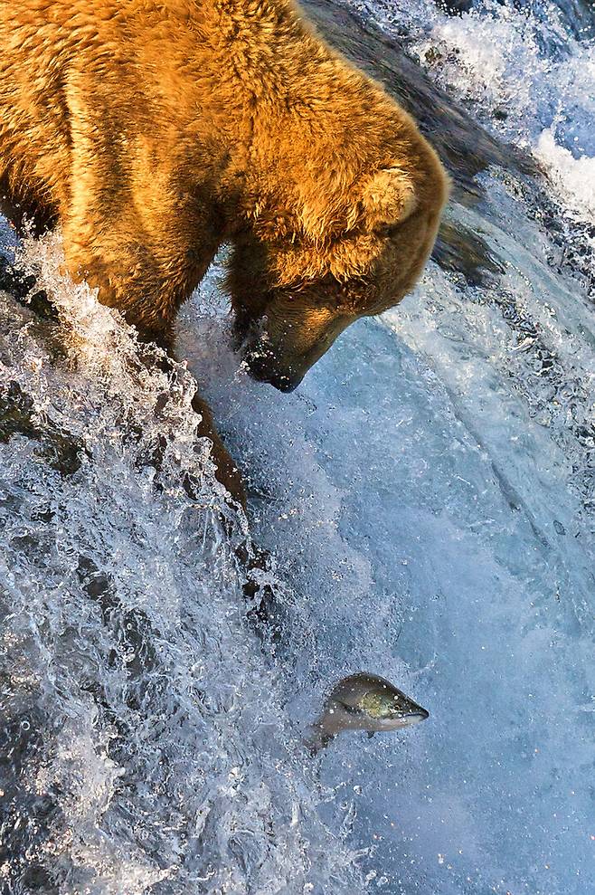 알래스카의 회색곰은 연어만 전적으로 사냥하는 것으로 알려졌지만 하루 중 여러 시간을 숲 속에서 장과류(베리)를 따 먹는 데 보내는 것으로 밝혀졌다. 드미트리 아조프체프, 위키미디어 코먼스 제공.