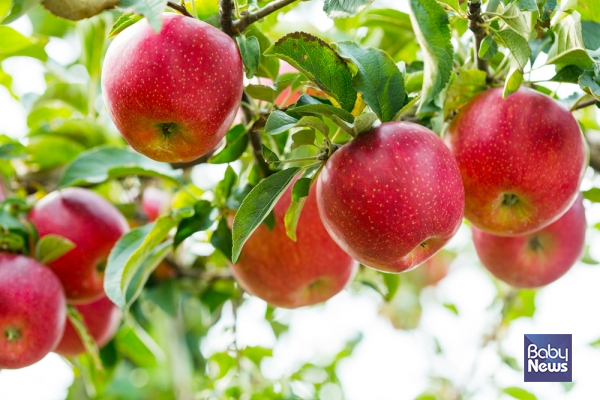 사과에는 다양한 비타민과 식유섬유가 들어 있고 껍질에는 항산화 작용을 하는 케르세틴, 폴리페놀이 풍부하기 때문에 껍질째 먹는 것이 가장 좋습니다. ⓒ베이비뉴스