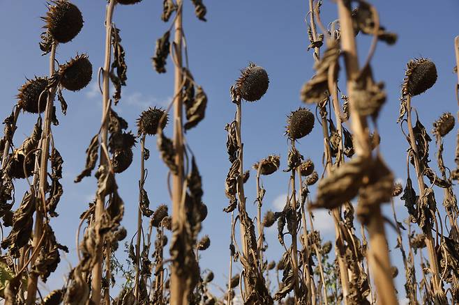 기후 변화가 올해 유럽 등에서 발생한 것 같은 극심한 가뭄의 발생 빈도를 20배 이상 끌어올렸다는 연구가 나왔다. 프랑스 스트라스부르 인근의 해바라기가 가뭄으로 까맣게 시들었다. 스트라스부르/AP 연합뉴스