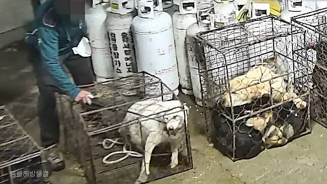 지난해 7월 동물해방물결과 LCA가 한국 개 식용 산업의 핵심 루트인 개 도살장·경매장·농장 6곳을 잠입 조사한 결과를 발표했다. 개들은 지난해 대법의 전기봉 도살 유죄 판결에도 불구하고 여전히 고통스러운 방식으로 죽어가고 있었다. 동물해방물결 제공