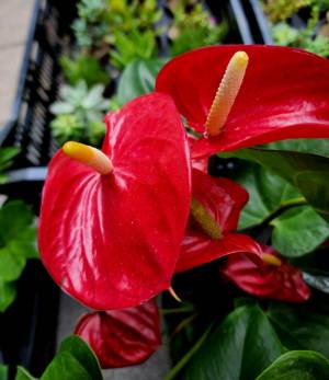 꽃카페 안스리움 꽃집 : 붉은 잎은 사실 꽃도 아니고 꽃잎도 아닌 포엽이다. ‘불염포(彿焰苞 )’라 불리는데, 꽃을 완전히 감싸는, 포가 변현된 ‘꽃턱잎’이다. 2022년 7월3일 서울 신촌 야외 꽃집에서 촬영.