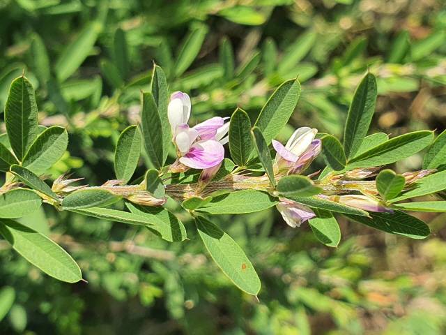 ▲ 비수리(야관문)