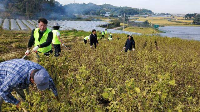 농협중앙회 임직원들이 농작물 수확을 돕고 있다. 농협중앙회 제공