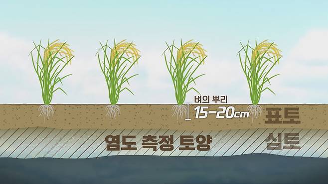 염해지 측정은 벼의 뿌리가 있는 ‘표토’보다 더 깊은 ‘심토’를 기준으로 이뤄진다. 이 때문에 농민들은 염해지 판정과 벼 재배 사이에는 관계가 없다며 반발하고 있다.