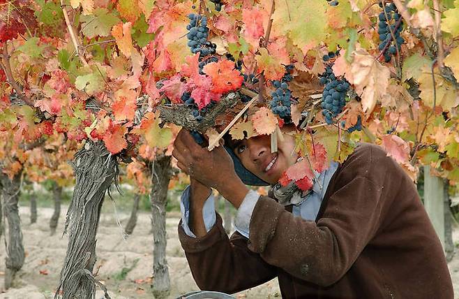 안델루나 포도 손수확. 홈페이지