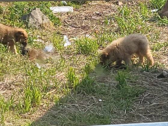 야생에서 큰 새끼 들개들이 동물 사체를 뜯어먹고 있다. 사진 제주 유기동물 구조팀