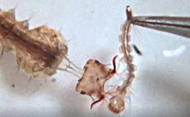 먹이인 다른 장구벌레를 향해 머리를 작살처럼 내쏘는 육식성 모기 소로포라 실리아타. 로버트 핸콕 (2022) ‘미국 곤충학회 연보’ 제공.