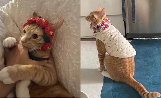 올해 고양이 잇템!