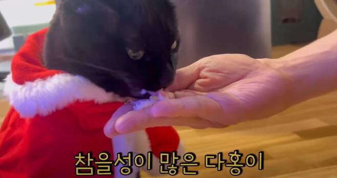Park Soo-hong said that Cat Da-hong is like a real son.On the 18th YouTube Black Cat Dahong channel, a video titled What is Dahongs reaction when shooting Hongda? Was uploaded.On this day, KBS2 Stars Top Recipe at Fun-Staurant staffs are coming to Park Soo-hongs house and preparing to shoot.Despite being surrounded by a lot of people, Staff praised the gentle Dahongi, saying, Who is so gentle?Park Soo-hong washed the remaining steamed red crab with Stars Top Recipe at Fun-Staurant and said, I do not want to wash the steamed red crab.I really like the crab, but the red crab is really (eating). Dahong brought the red crab to his mouth.When Dahong did not eat the red crab, he mixed the red crab with the chrysanthemum and brought it back to his mouth. Dahong showed interest and ate the red crab neatly.Park Soo-hong said, I really think hes my son. Its not a lie. He said he was gentle when I was young. He didnt cry, he didnt cry, and he didnt throw a tantrum. Thats why I feel sorry for him. I put up with everything when I take a bath.The other kids do not like the water, so they make a fuss, but they endure it.