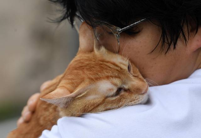 황미숙 전국길고양이보호단체연합 대표가 지난달 4일 전남 목포 용당동의 목포고양이보호연합 내 본쉼터에서 구조된 뒤 치료가 끝난 고양이 한 마리를 쓰다듬고 있다. 목포=이한형 기자