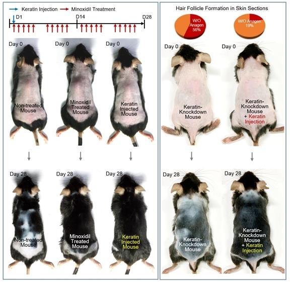 미녹시딜을 매일 바른 쥐(왼쪽 사진 가운데)와 케라틴을 1회 주사한 쥐(왼쪽 사진 오른쪽)를 28일 후 비교한 결과, 케라틴 주사 쥐의 발모 효과가 더 높았다. 외모근 상피세포에서 케라틴이 나오지 않도록 처리한 쥐에 케라틴을 주사하자(오른쪽 사진 오른쪽) 발모가 회복됐다. 경희대 제공
