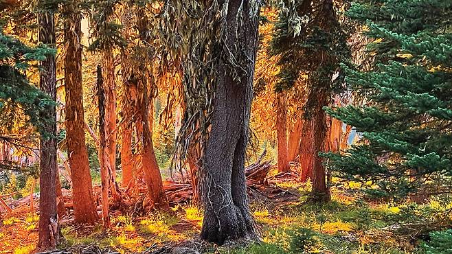 거대한 침엽수림에 붉은 태양빛으로 물들어가고 있는 허리케인 힐의 일몰.