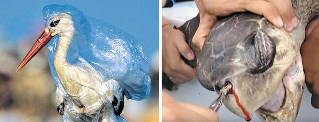 푸른색 비닐봉지에 온몸이 갇혀버린 황새(왼쪽). 코에 12㎝ 길이 플라스틱 빨대가 박혀 신음하는 바다거북(오른쪽).