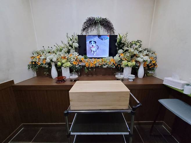 동물보호단체가 치른 복순이 장례식. /뉴스1