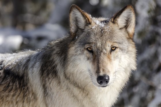 미국 서부 옐로스톤 국립공원의 늑대. AP=연합뉴스