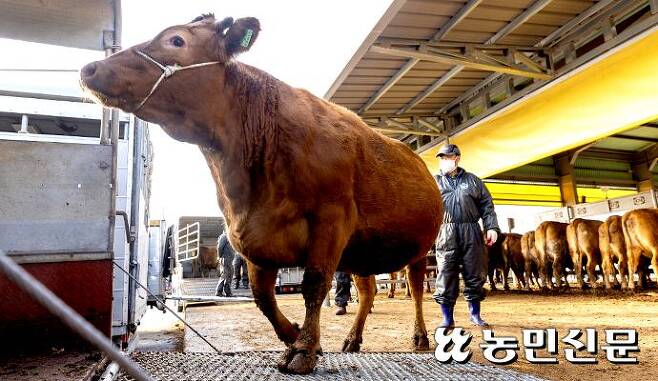 전남 함평 우시장 계근대에서 체중이 확인된 소가 새 주인의 트럭으로 향하고 있다.