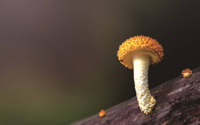 동백가시비녀버섯. 박상영작가 제공