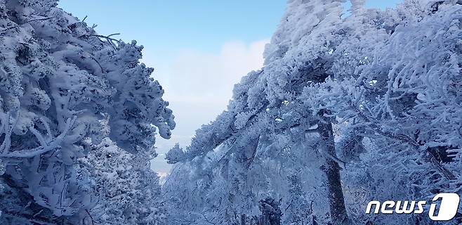 제주 한라산에 연일 쌓인 눈이 얼면서 눈꽃이 피었다. (독자 제공)2021.11.14/뉴스1