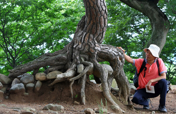 신라 왕궁터인 월성의 뿌리가 드러난 소나무 앞에서 김재웅 교수가 사진을 찍고 있다. 김재웅 교수 제공