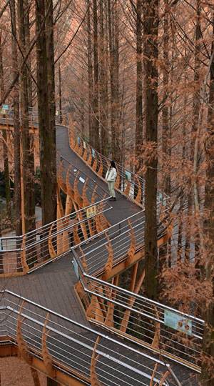 장태산 휴양림의 명물인 스카이웨이. 울창한 숲 사이로 15m 높이의 허공에 놓은 길이다.