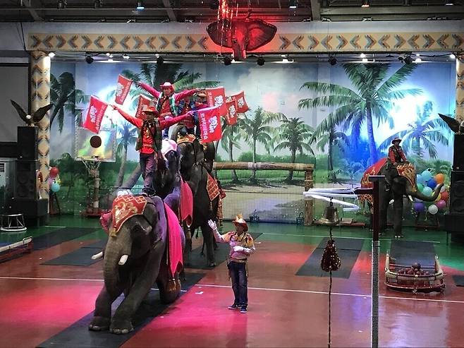제주의 동물쇼체험시설에서 코끼리들이 고난이도의 쇼를 선보이고 있다. 신소윤 기자 yoon@hani.co.kr