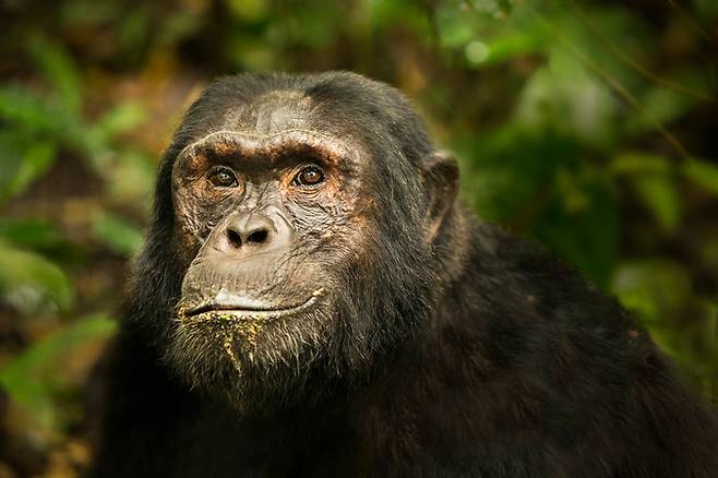 우간다 키발레국립공원에 사는 성체 수컷 침팬지. 이 국립공원에는 13종의 영장류가 산다. 야생에서 침팬지를 볼 수 있는 최고의 장소 중 하나로 알려져 있다. 바다출판사 제공.
