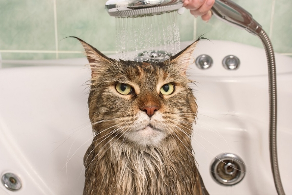 고양이는 평소 체온이 38~39도로 높아서 따뜻한 물로 목욕해줘야 한다.