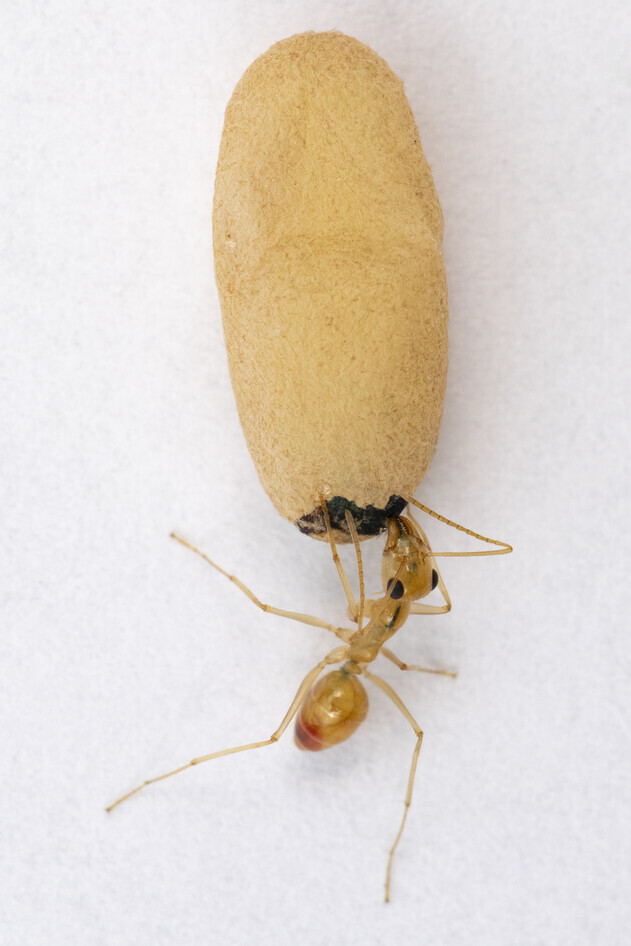 꿀단지개미가 번데기로부터 분비물을 먹고 있다. 식용색소가 번데기로부터 개미 위장으로 이동한 모습이 보인다. 다니엘 크로나우어 제공.