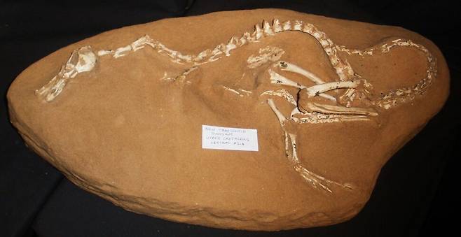 고비사막에서 발견된 핼츠카랍토르 화석 모습. 갈비뼈가 보존되지 않아 노토베나토르처럼 물속 생활을 했는지는 논란거리였다. 위키미디어 코먼스 제공.