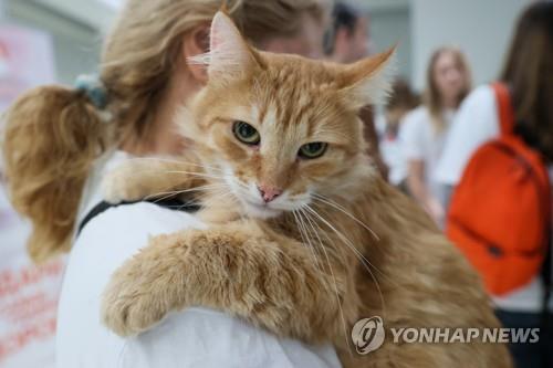 인간의 품에 안긴 집고양이 [이타르타스 연합뉴스 자료사진]