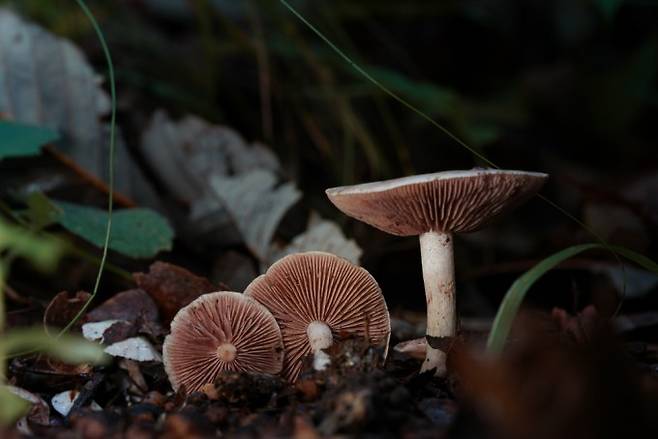 밤자갈버섯- 암모니아를 좋아하는 버섯 중 하나로, 주로 산짐승의 시체나 똥에서 나오는 버섯. 박상영 제공