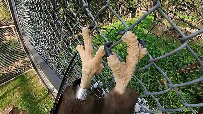 흰꼬리수리 발톱. 흰꼬리수리 발의 악력은 약 750psi로 사람의 13배에 달한다. 사자가 무는 힘보다도 세다. 김하나PD