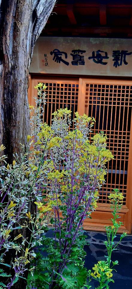 꽃양배추는 4월쯤에 유채꽃 같은 노란 꽃이 핀다. 2020년 4월9일 서울 종로구 토속촌 한옥 마당의 꽃양배추 꽃.