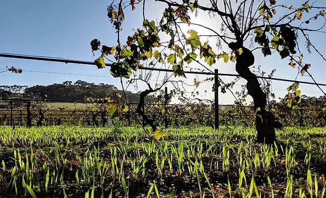 칼레스케 포도밭