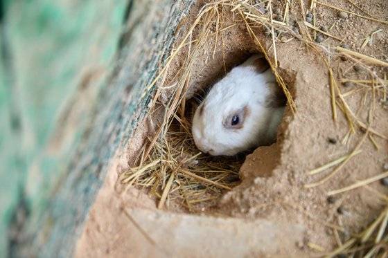 추위를 피해 굴에 들어간 토끼. 주변에서 흔히 키우는 토끼는 굴토끼를 품종 개량한 것이다. 굴토끼는 땅 밑에 굴을 파고 집단으로 생활한다.