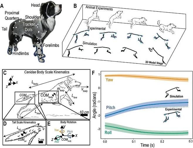 연구진은 개의 몸에 센서를 부착하고 공중으로 점프할 때 머리, 몸통, 발, 다리의 운동 궤적을 관찰했다. 꼬리가 균형에 주요한 역할을 할 것이란 통념과 달리 꼬리의 움직임은 점프에 거의 영향을 미치지 않았다. 아르디안 주수피 제공