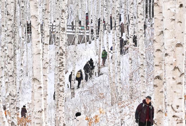 겨울왕국으로 변한 인제 자작나무숲을 찾은 관광객들이 겨울 정취를 즐기고 있다.