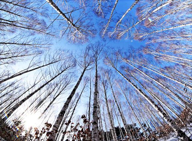 눈이 내린 원대리 숲에는 사방의 자작나무가 하늘로 곧게 뻗어있다.