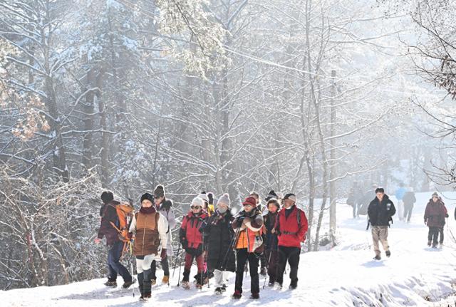강원 인제군 원대리 자작나무숲을 찾은 관광객들이 눈길로 변한 탐방로를 걸으며 겨울 풍경을 즐기고 있다.