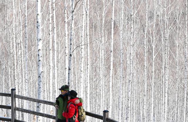 강원 인제군 원대리 자작나무 숲을 찾은 관광객들이 자작나무숲을 배경으로 기념촬영을 하고 있다.
