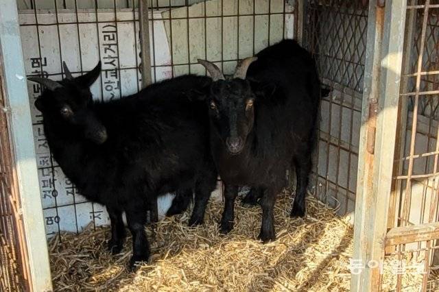 B 씨는 훔친 염소 2마리를 자신의 축사에서 기르고 있었다. 경찰은 B 씨가 지인에게 이미 판매한 1마리도 회수해 주인인 A 씨에게 돌려줬다.