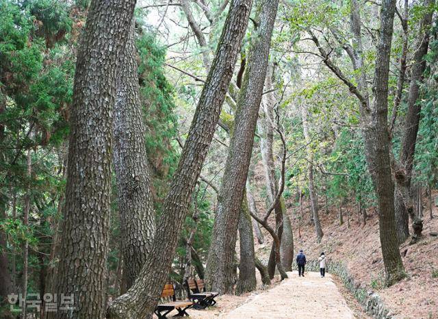 아름드리 해송과 상록활엽수가 어우러진 저도 탐방로.