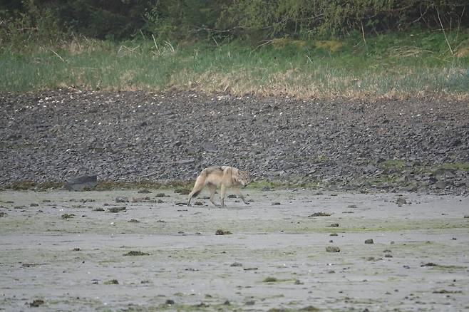 바닷가를 둘러보는 플레즌트 섬 늑대. 죽은 해달을 찾고 사냥 기회를 노린다. 늑대의 배설물 속에서는 올빼미, 고슴도치, 넙치, 향고래 등 40종의 디엔에이가 검출됐다. 비요른 딜레 제공.