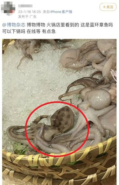 지난 16일 중국 광둥성의 한 훠궈 집에 방문한 중국 누리꾼이 훠궈 재료로 나온 수상한 주꾸미를 제보했다. 이는 맹독을 가진 '파란고리문어'로 밝혀졌다. (사진=웨이보 캡쳐)