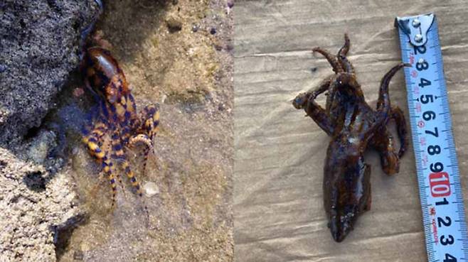 지난해 9월 제주도에서 발견된 파란고리문어. (사진=서귀포해양경찰서 제공)