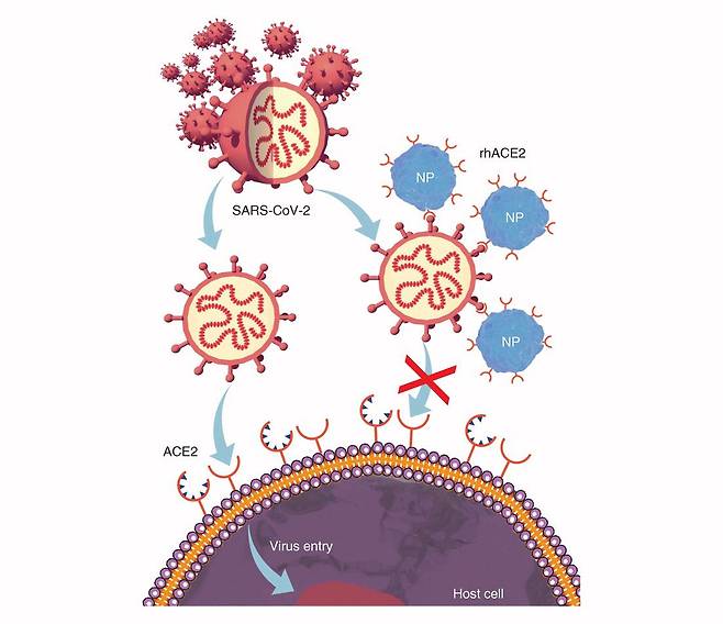 코로나바이러스(맨 위 붉은색)는 표면에 돌기처럼 돋은 스파이크를 숙주 세포의 ACE2(고리 모양)에 결합시켜 세포 안으로 침투한다. ACE2를 모방한 미끼 단백질(파란색)은 그 전에 바이러스에 결합해 인체 감염을 사전 차단한다./Nanomedicine