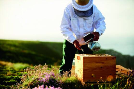 멸종 위기를 맞은 꿀벌을 지키기 위한 활동들. 사진 겔랑